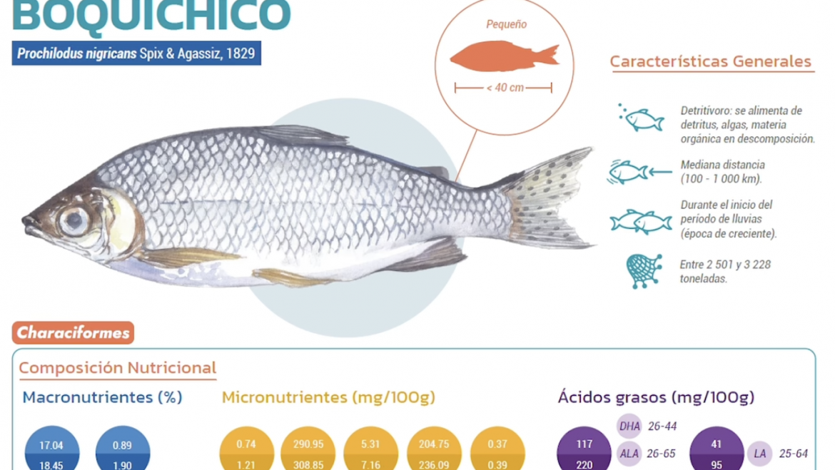 Recursos pesqueros de la Amazonía. Guía sobre el valor nutricional de los peces comerciales en Loreto